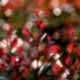 Eugenia uniflora 'Etna Fire'